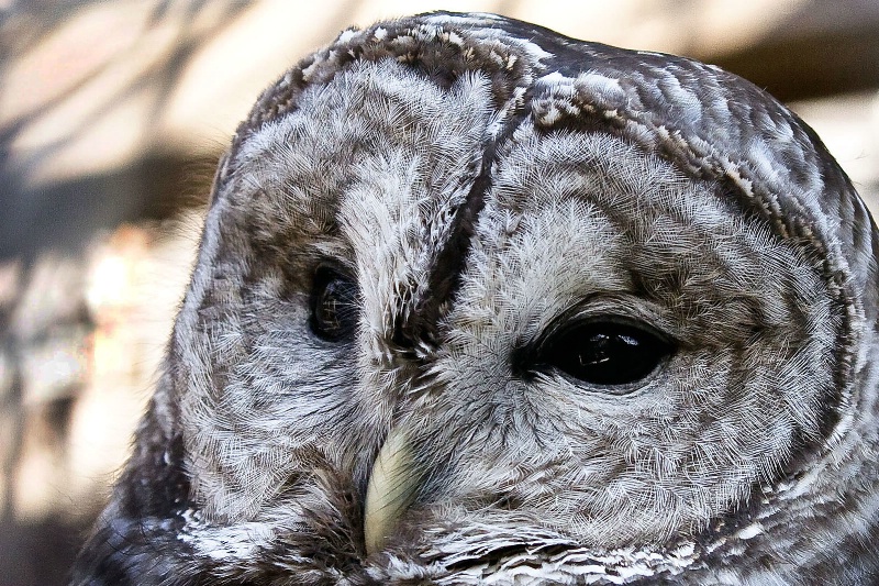 barred owl 