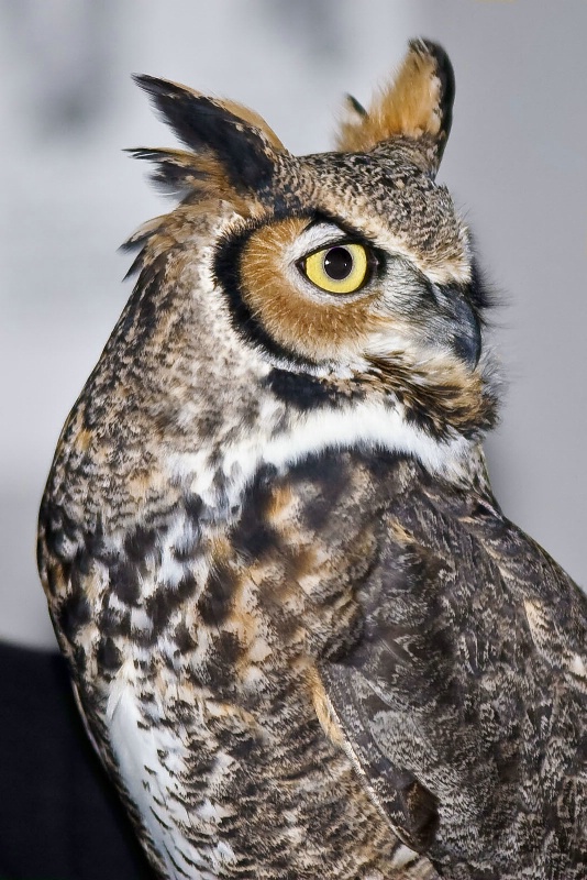 great horned owl 