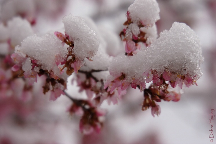 Frozen Cherry Blossoms