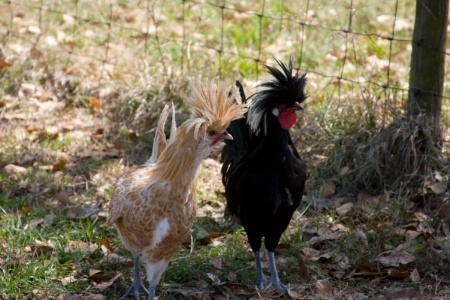 Hippy Chickens