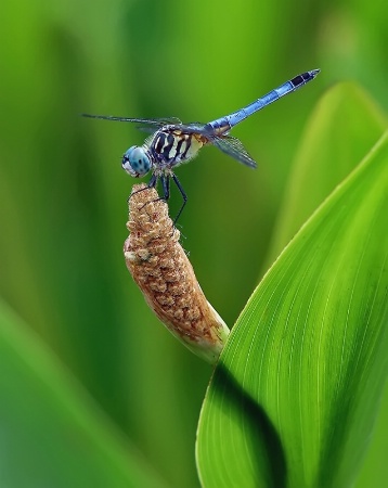 Dragonfly Dance