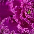 2A FLOWER - ID: 7966829 © Stefania Barbier