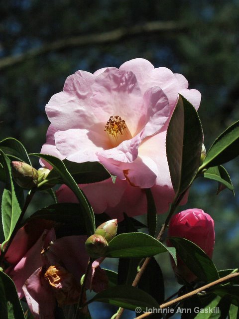 Pale Pink Camellia