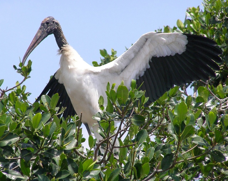 Wood Stork 10a