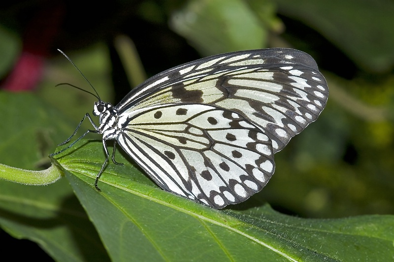 Paper Kite