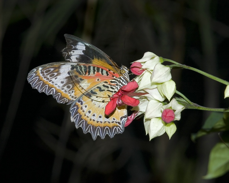 Leopard Lacewing