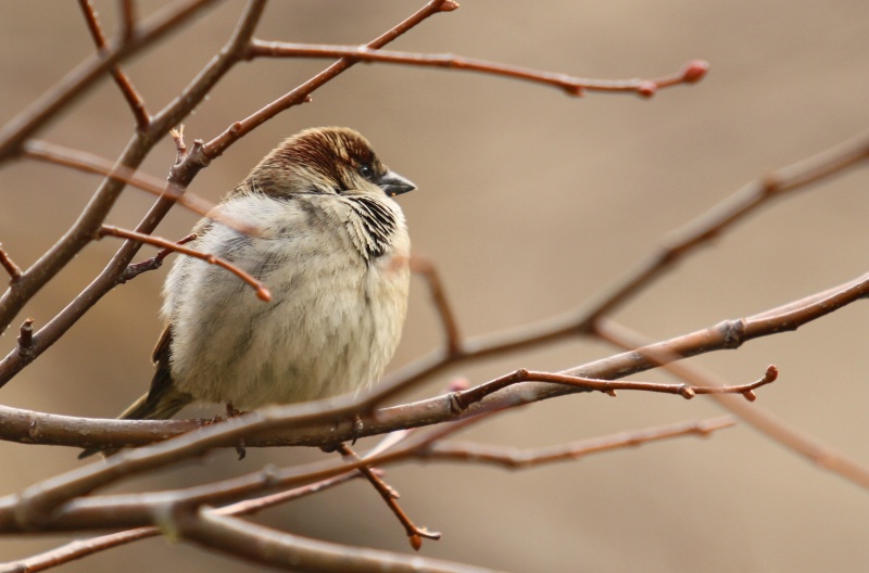 Winter Feathers