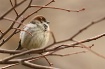 Winter Feathers