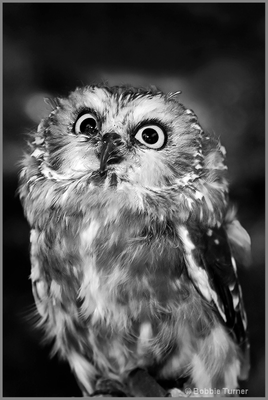Owl - ID: 7970228 © BARBARA TURNER