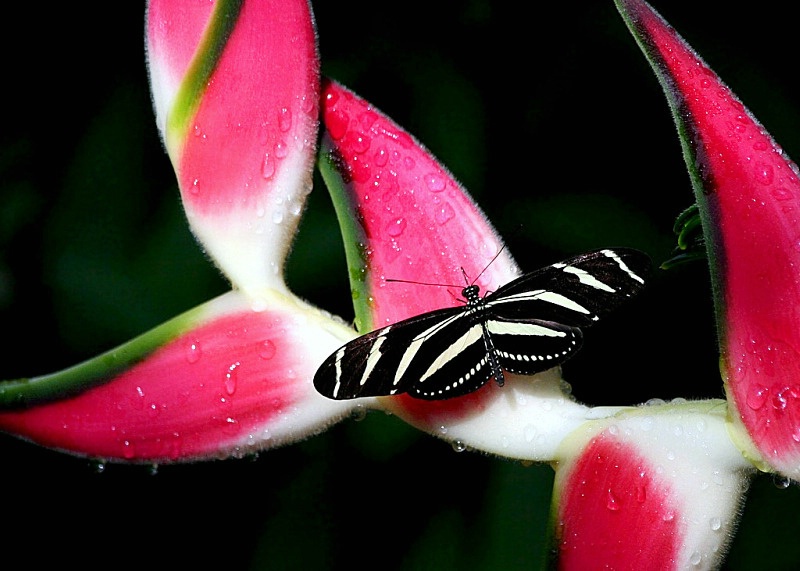 Zebra Longwing