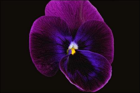 Fancy Pansy