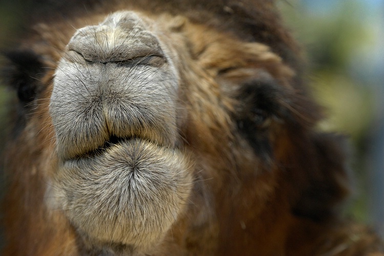 Camel Closeup