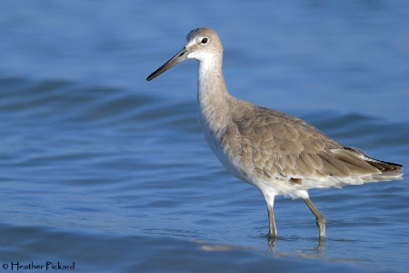 Wading Willet