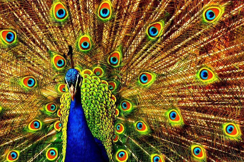 Peacock Finery