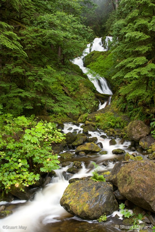 quinault rains-5 - ID: 7975679 © Stuart May