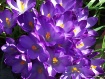Spring is Springi...