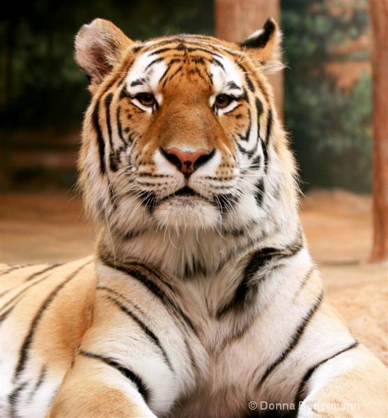 Tiger Eyed