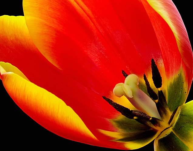 Tulip Mark II