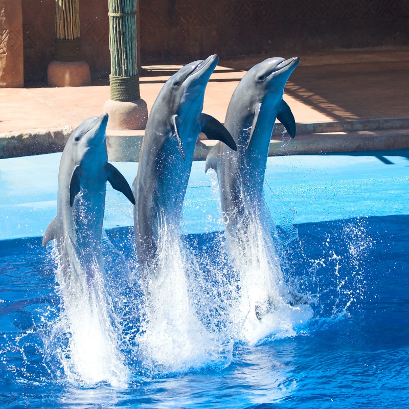 Dolphins In-Sync