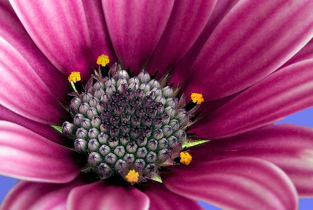 Flower Garden I