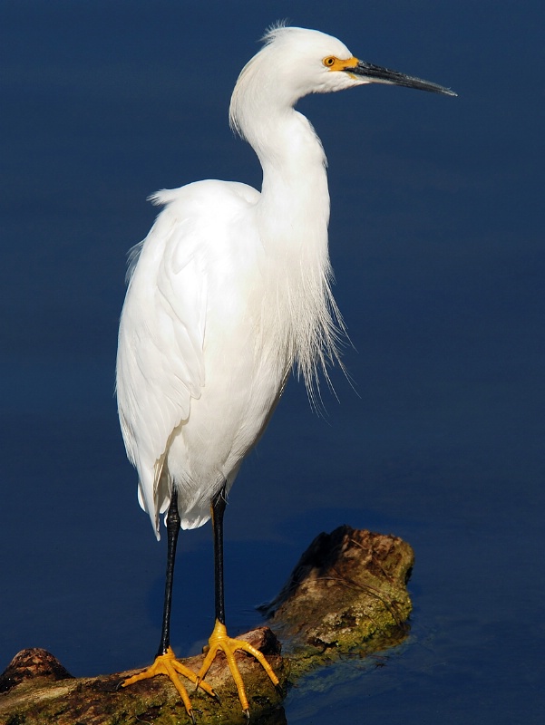 Yellow Feet