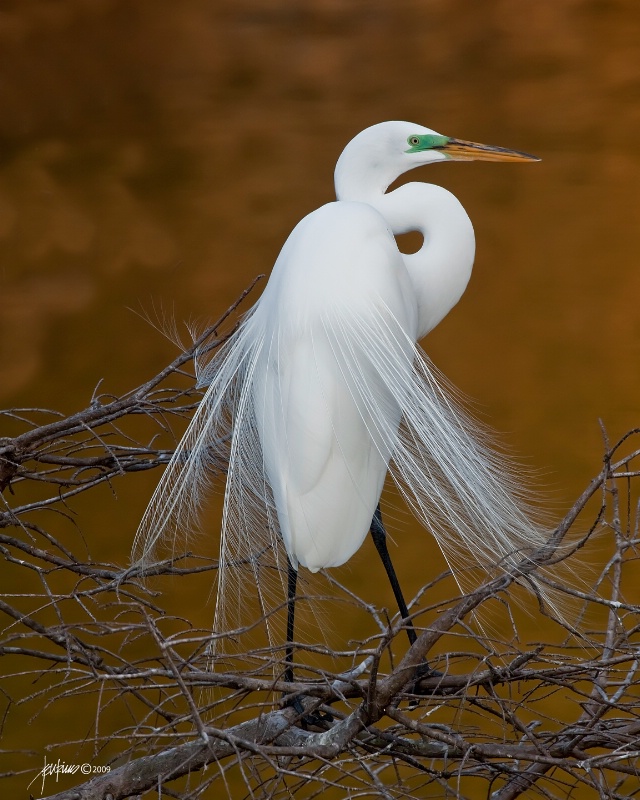 <b>Great Egret  In Mating Dress</b>