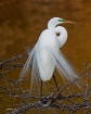 <b>Great Egret  I...