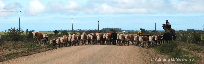 Cows coming