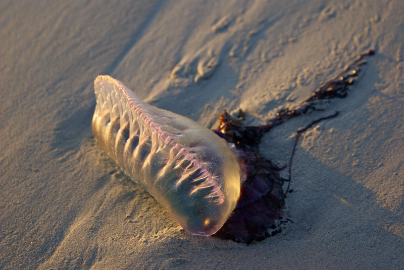 Jellyfish