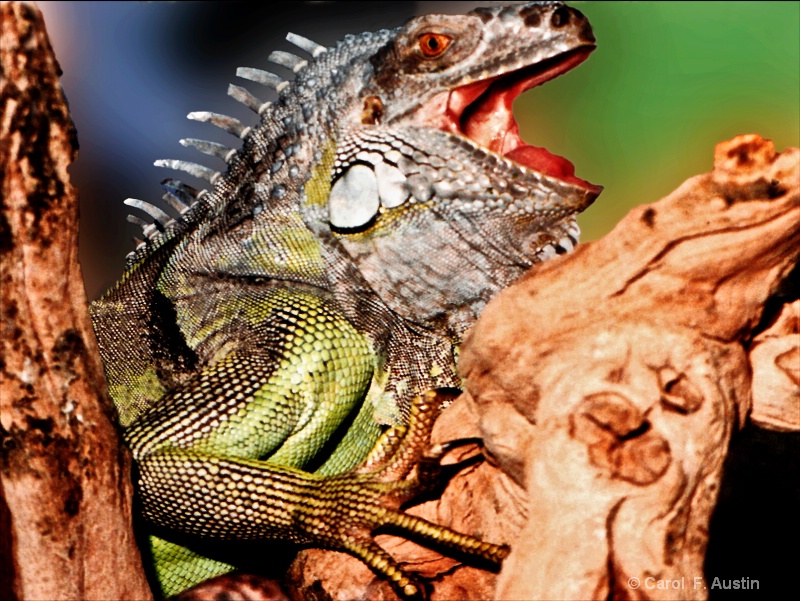 Open Wide - A Humorous Pet Iguana Photo