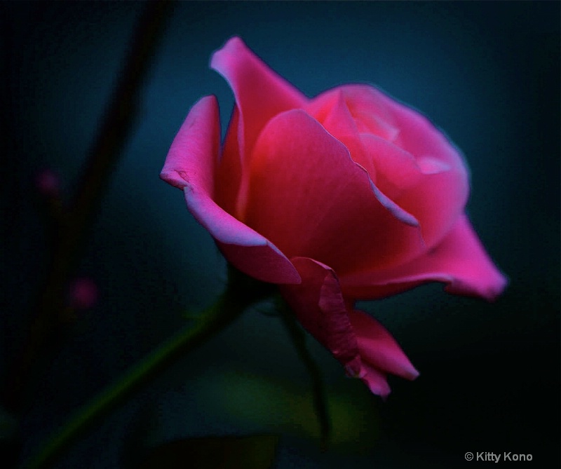 Pink Rose (Underexposed) - ID: 7982901 © Kitty R. Kono