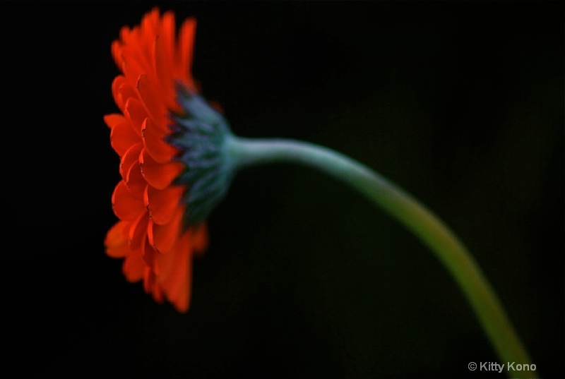 Orange Gerber Daisy Profile - ID: 7982903 © Kitty R. Kono