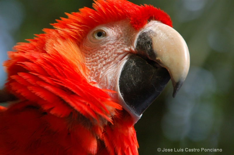 Macaw in red