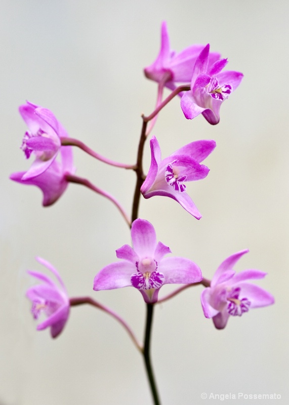 little pink orchids
