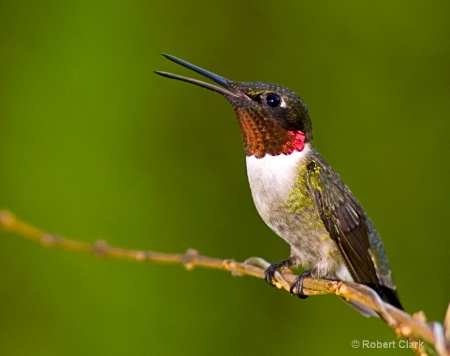 Hummingbird Open Mouth