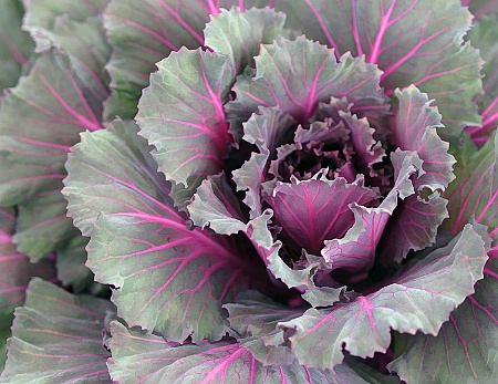 Decorative Cabbage Layers