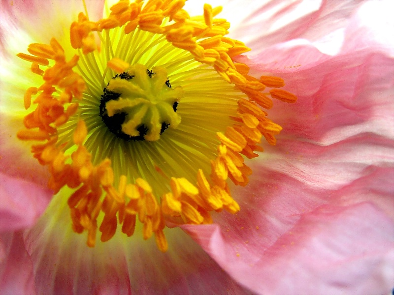 Stamens & Ruffles