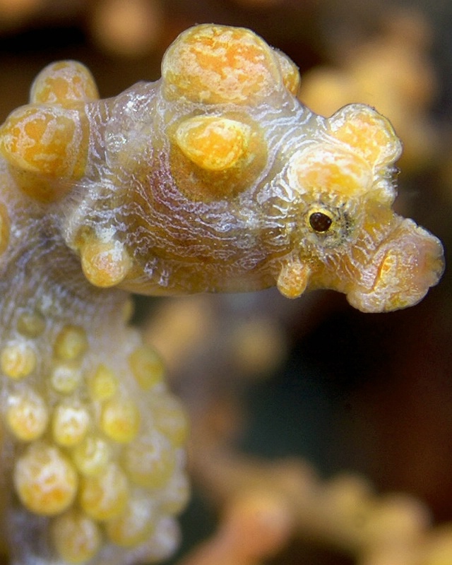 Pygmy Seahorse