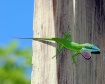 Colorful Anole