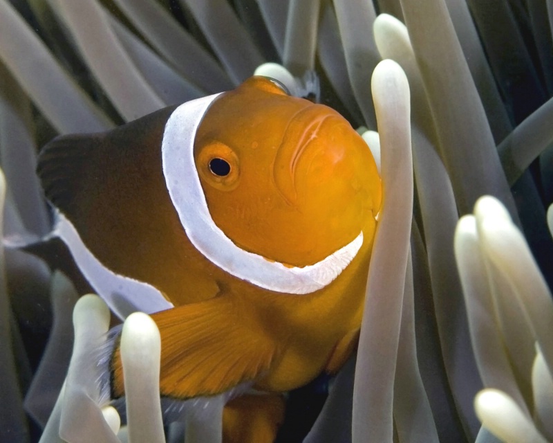 Anemonefish