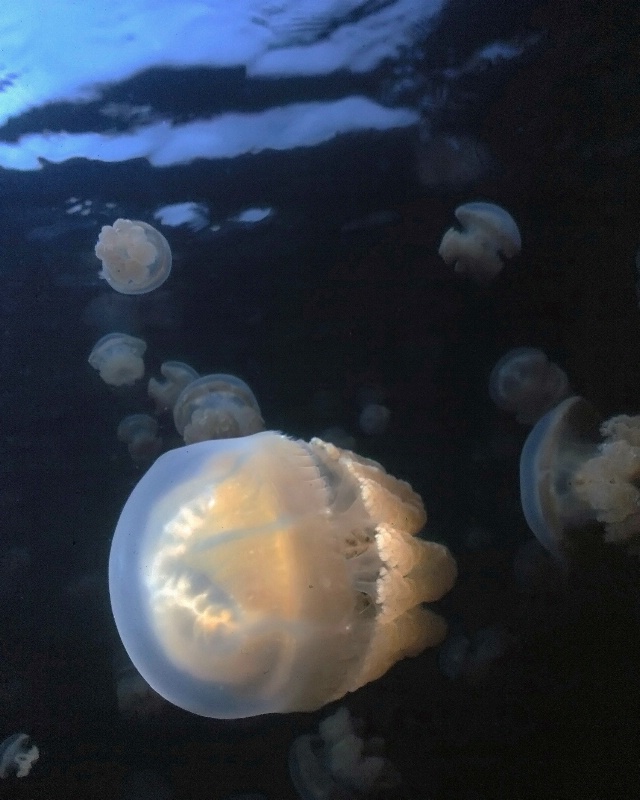 Jellyfish Lake, Palau