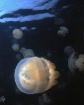 Jellyfish Lake, P...