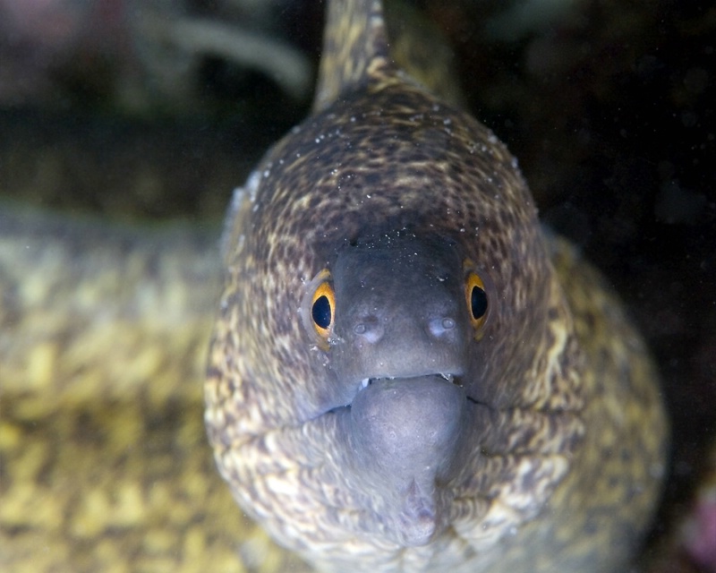 That's A Moray