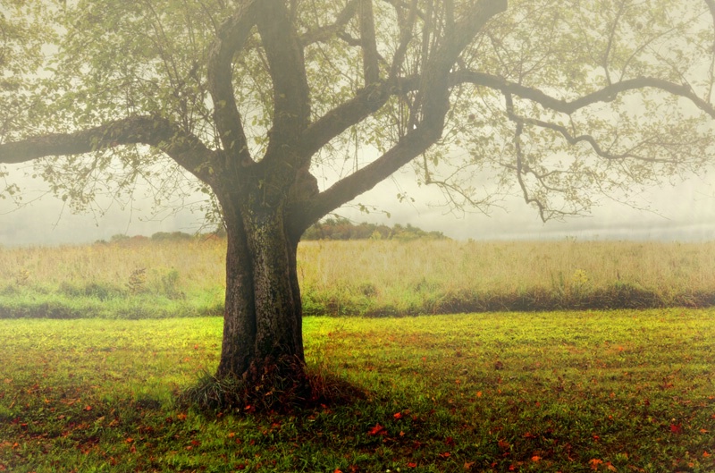 Autumn morning