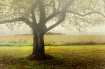 Autumn morning