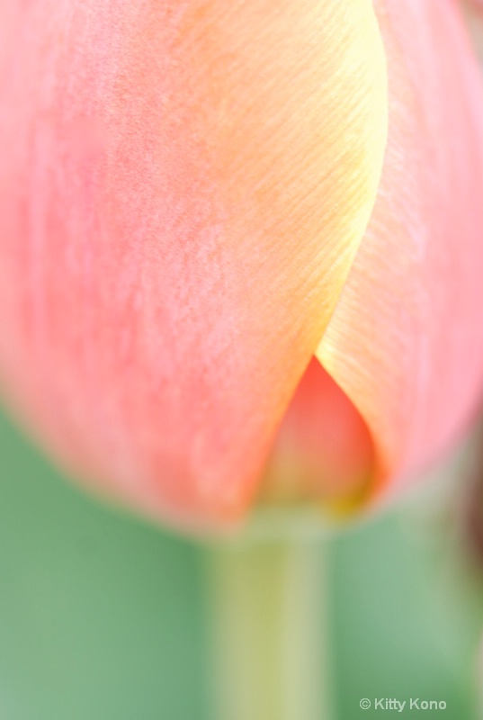Tulip Bud - Pastel