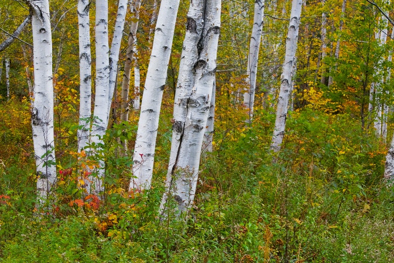 Fall birches