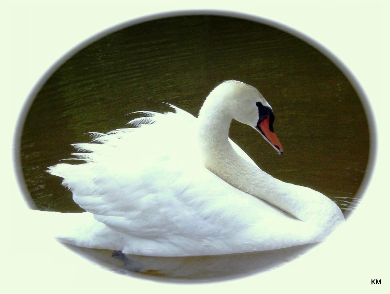 Swan's song: circle of love