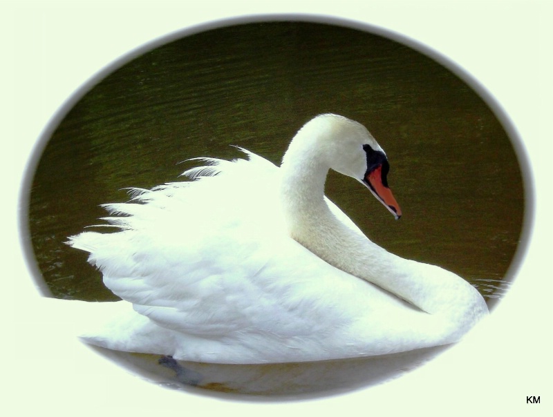 Swan's song: circle of love - ID: 7990970 © Kay McDaniel