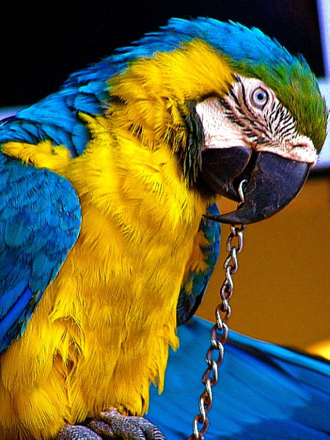Parrot 5